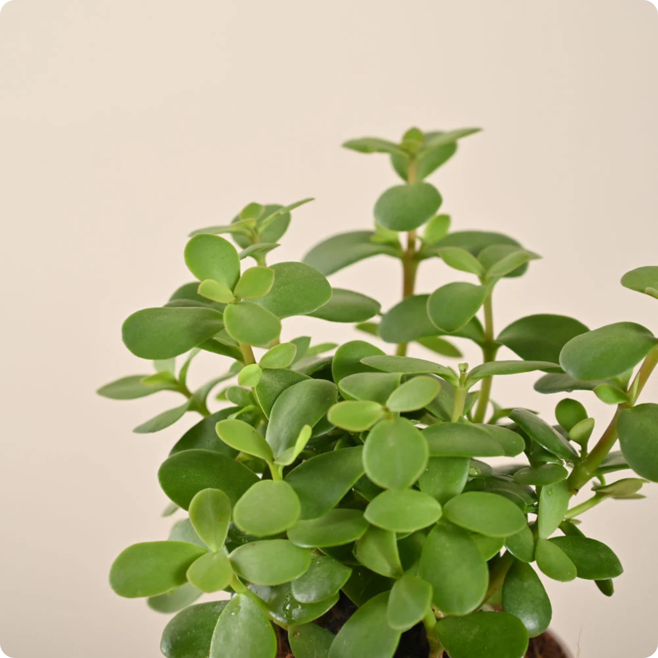 Jade Bonsai Plant