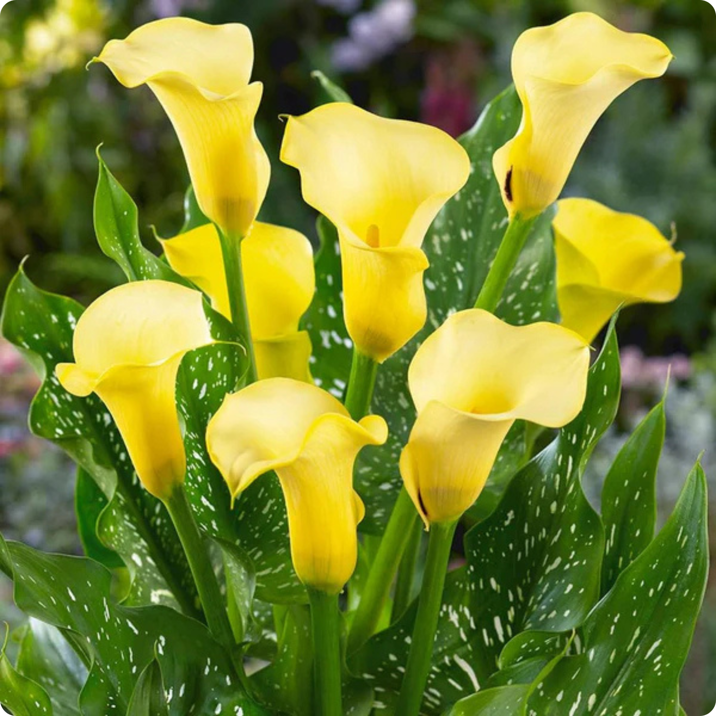 Calla Lily