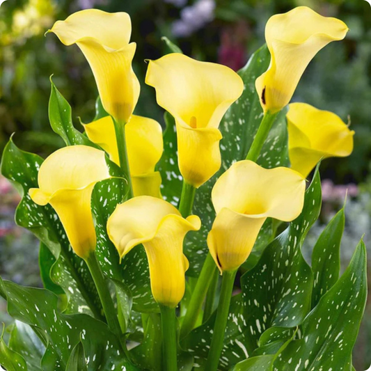 Calla Lily