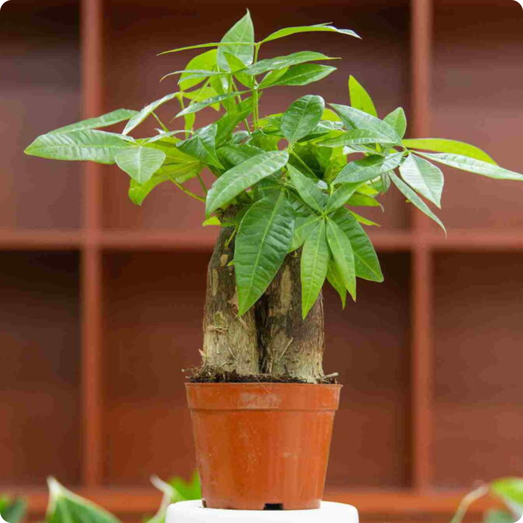 Pachira Aquatica
