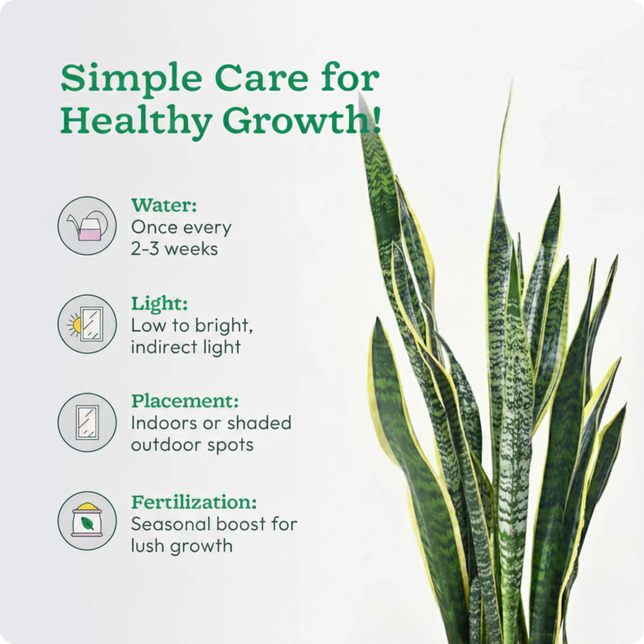 Snake Plant - L