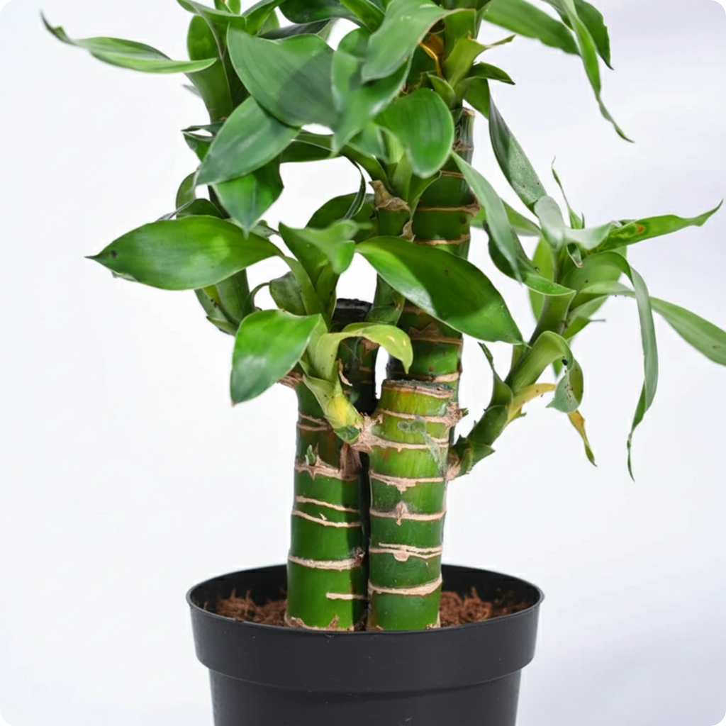 Lotus bamboo