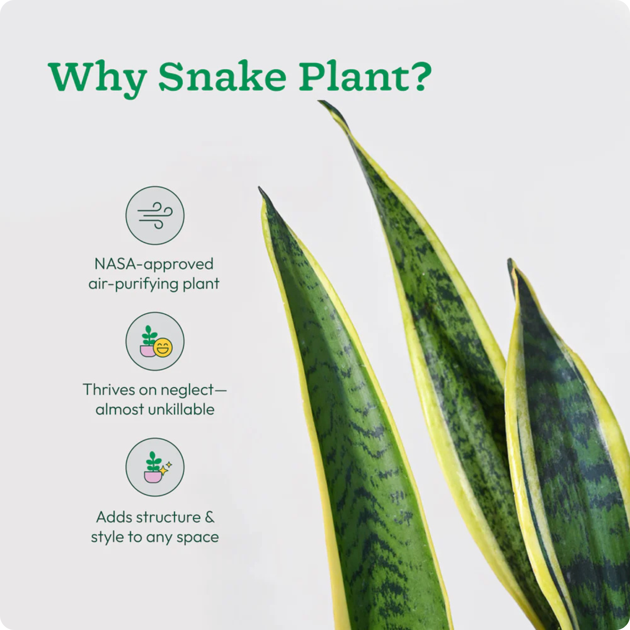 Snake Plant - L