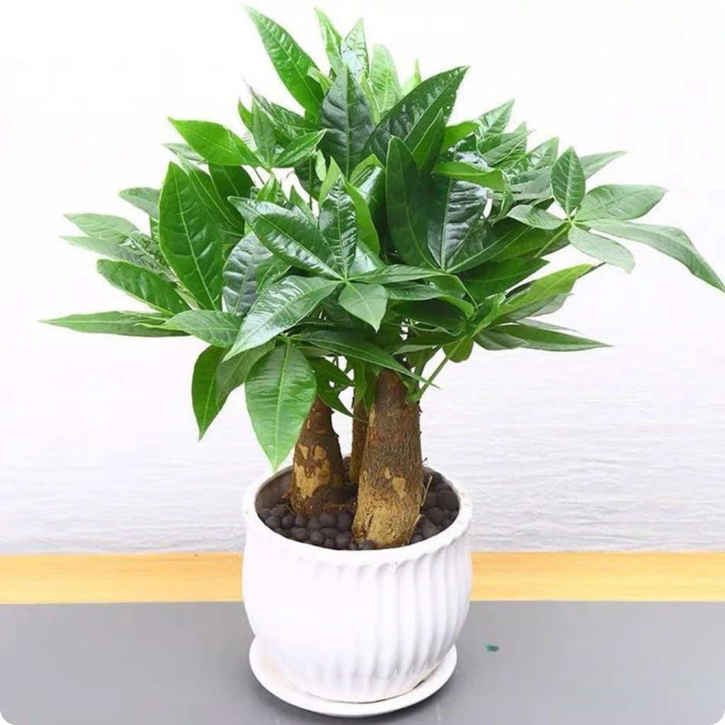 Pachira Aquatica