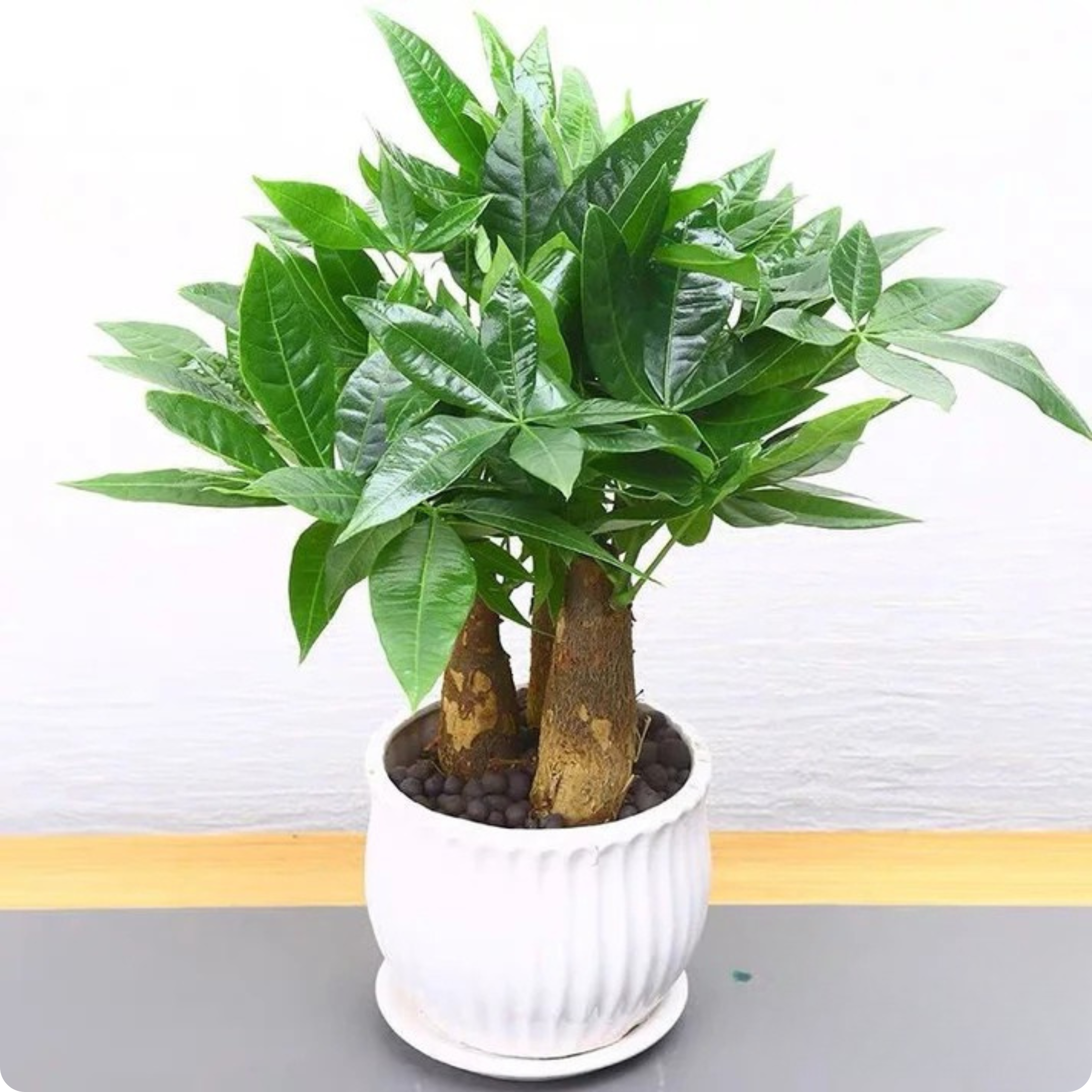 Pachira Aquatica