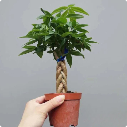 Money Tree(Pachira Aquatica)