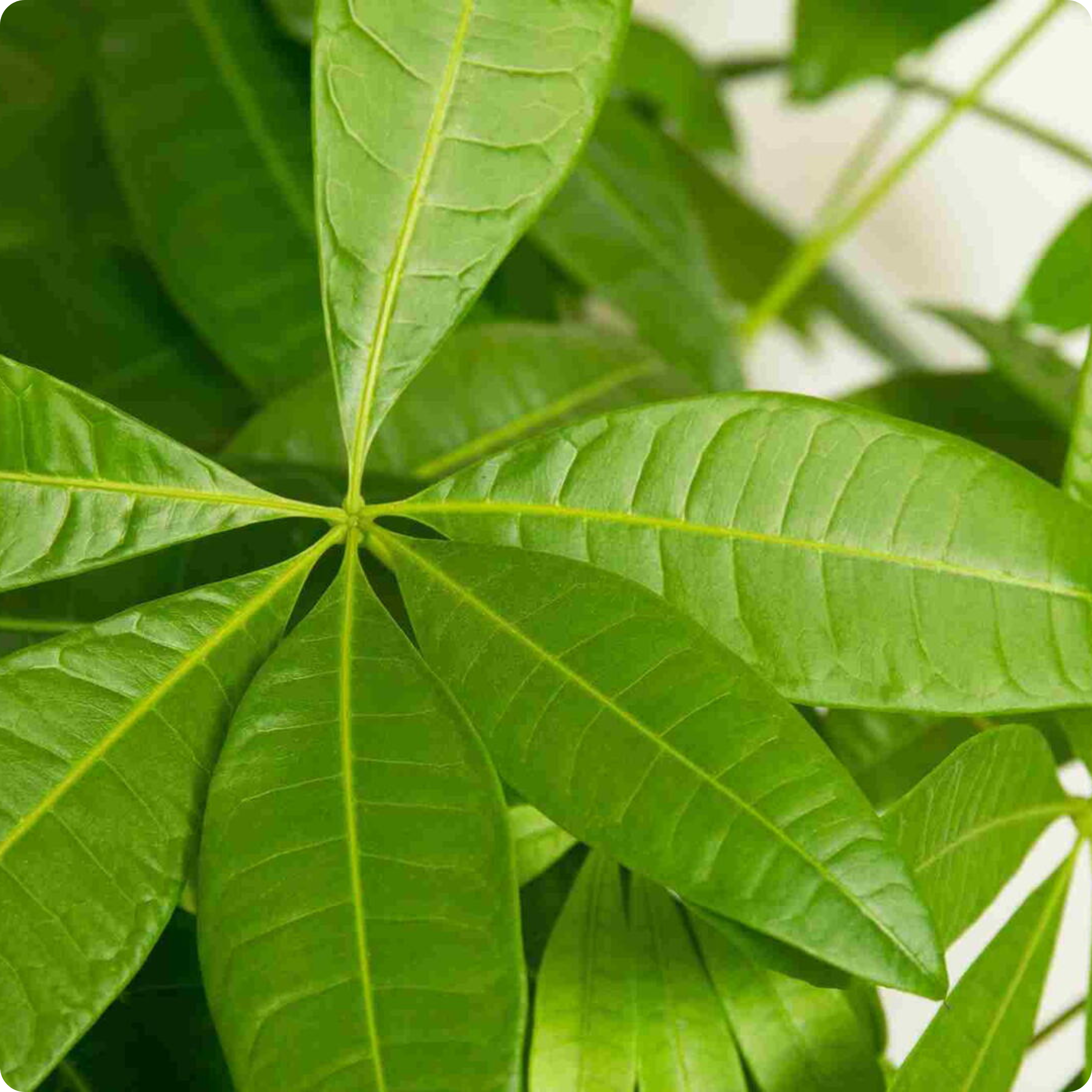 Pachira Aquatica