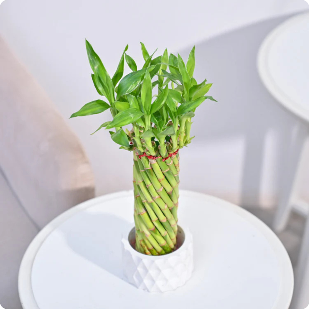 Spiral Bamboo