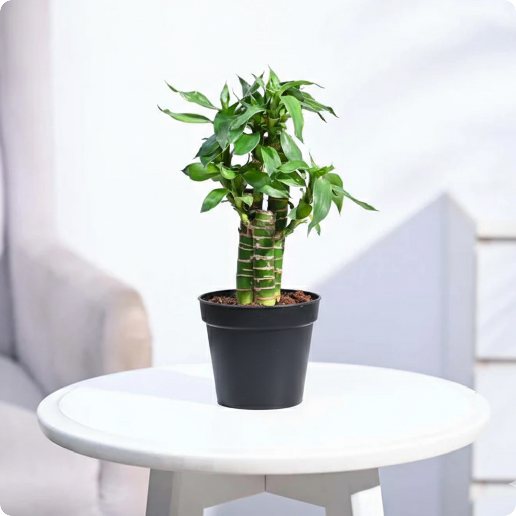 Lotus bamboo
