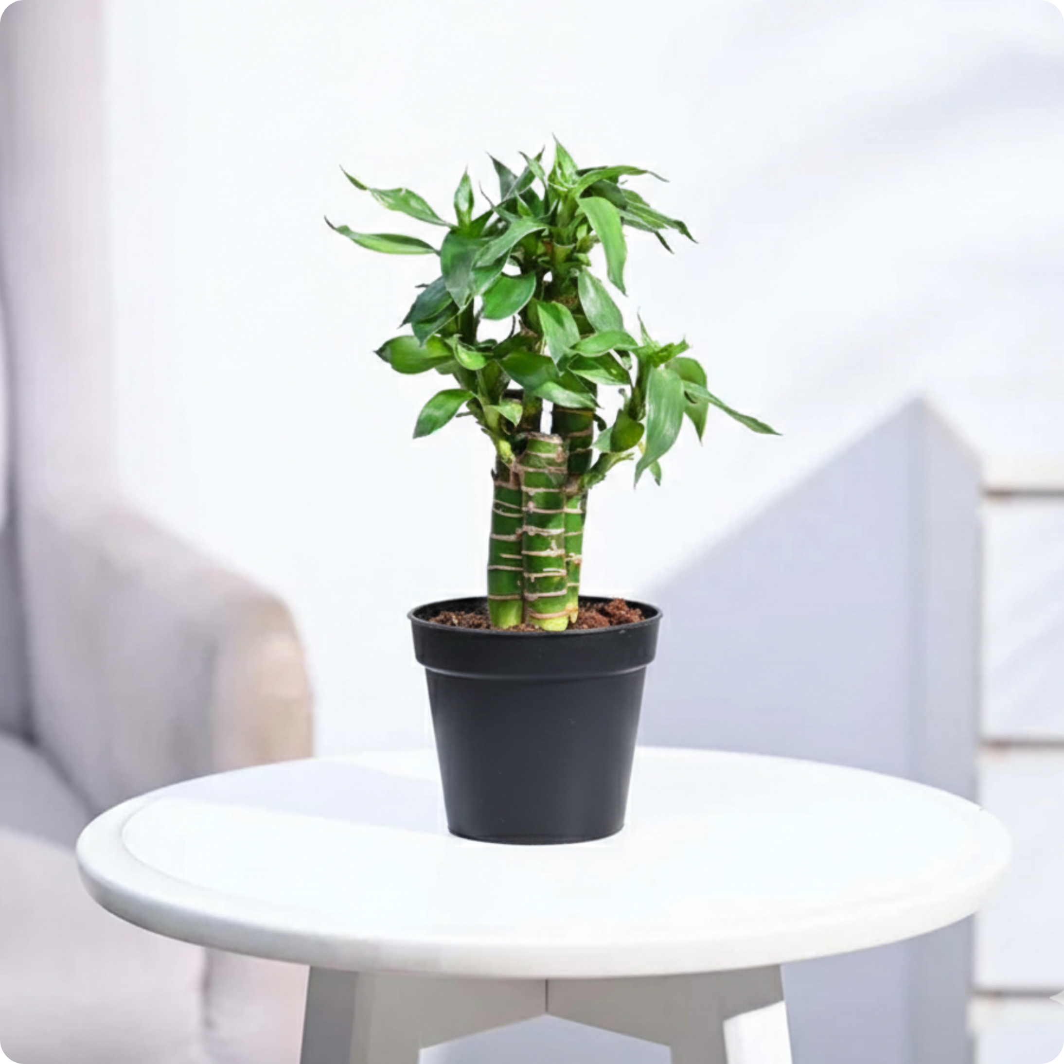 Lotus bamboo