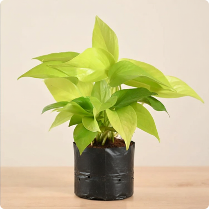 Money Plant Golden