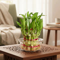 Lucky Bamboo Plant - 2 Layer with Glass