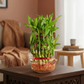 Lucky Bamboo Plant - 3 Layer with Glass