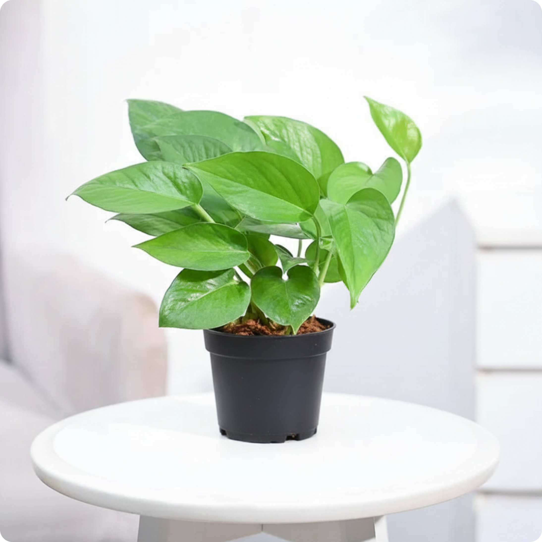 Money Plant Green