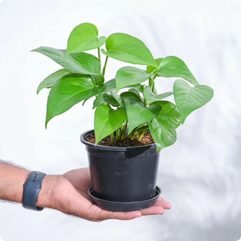 Money Plant Green