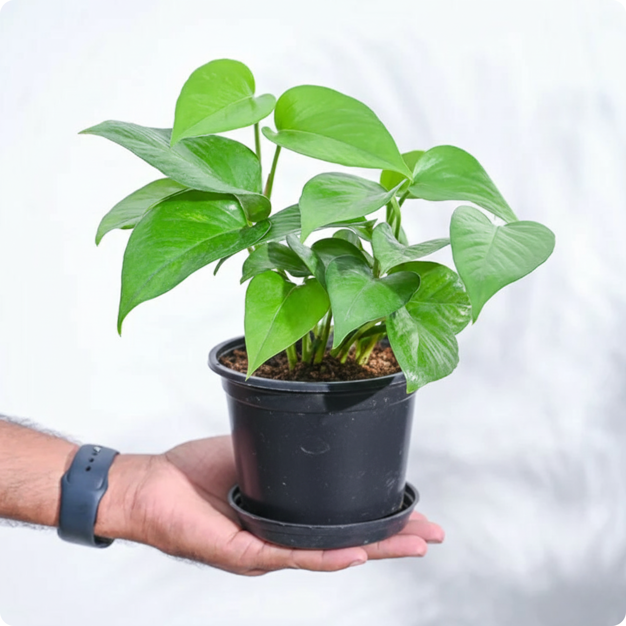 Money Plant Green