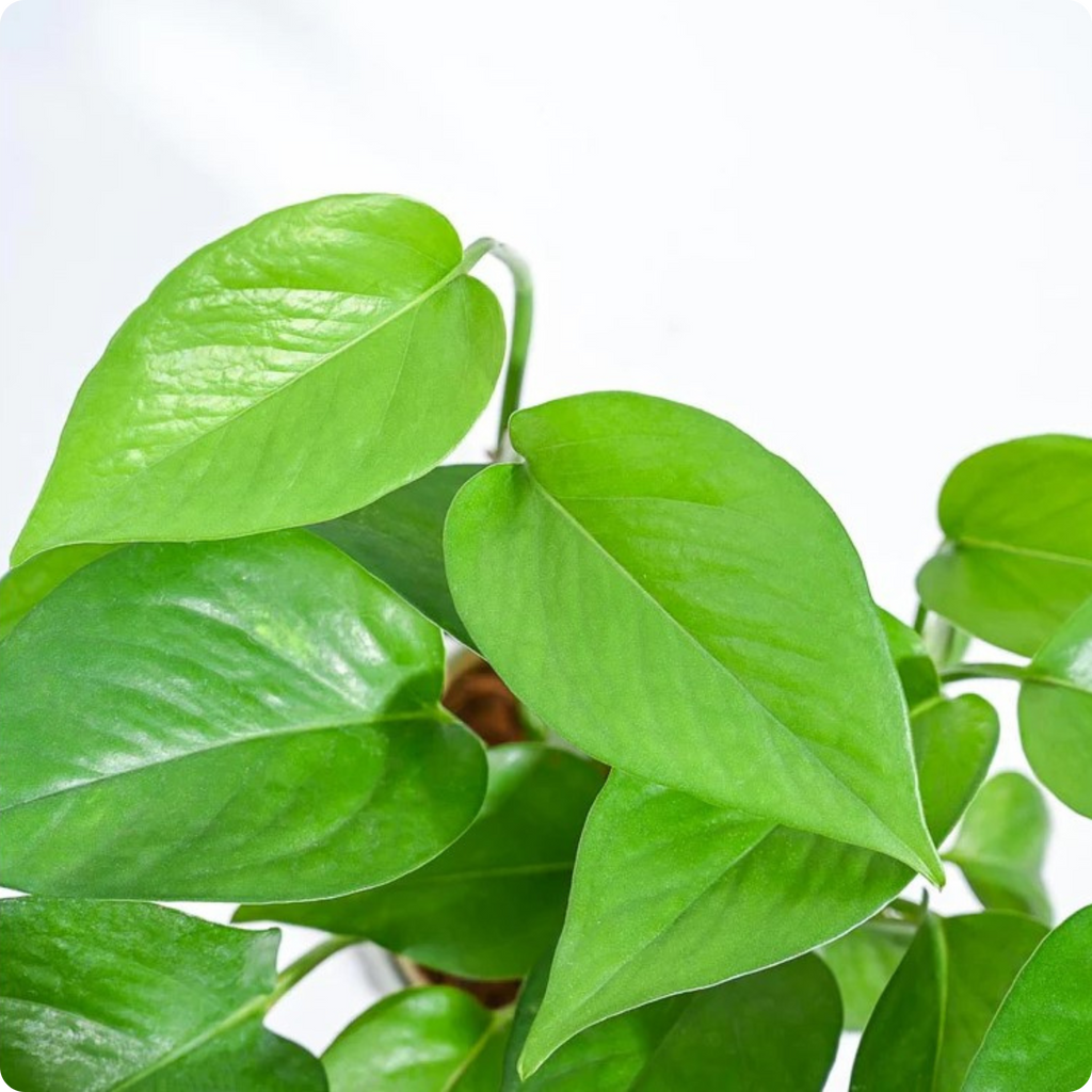 Money Plant Green