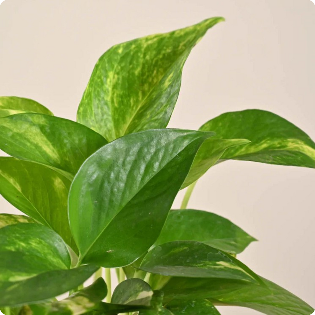 Money Plant Variegated