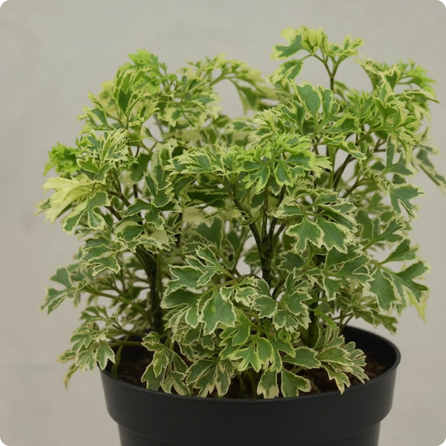 Aralia Variegated Mini Plant