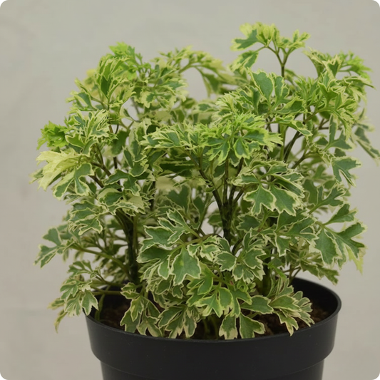Aralia Variegated Mini Plant