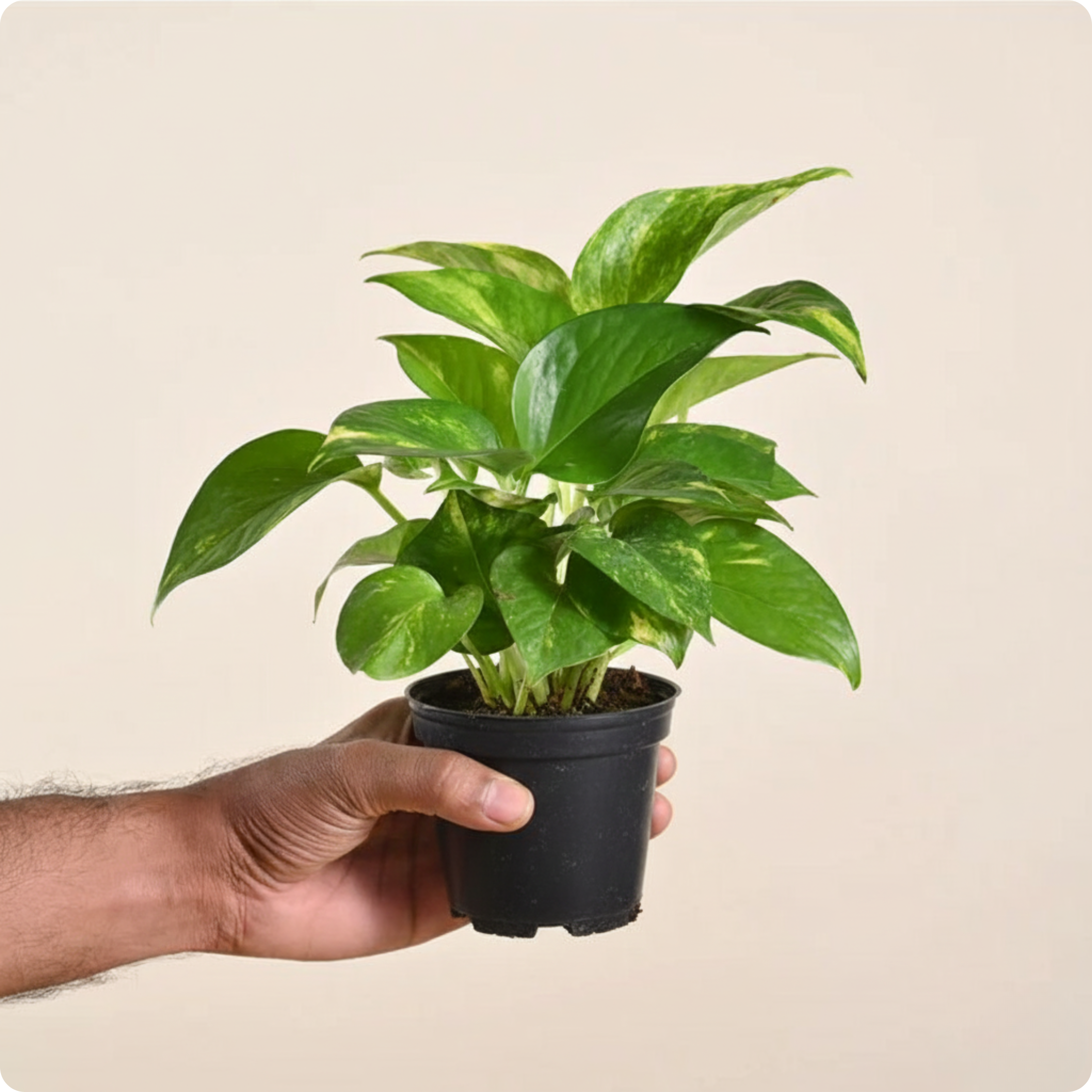 Money Plant Variegated