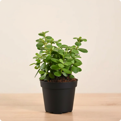 Jade Mini Plant
