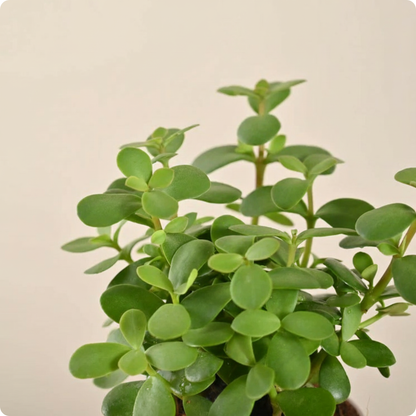 Jade Mini Plant