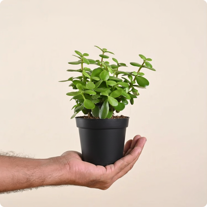 Jade Mini Plant