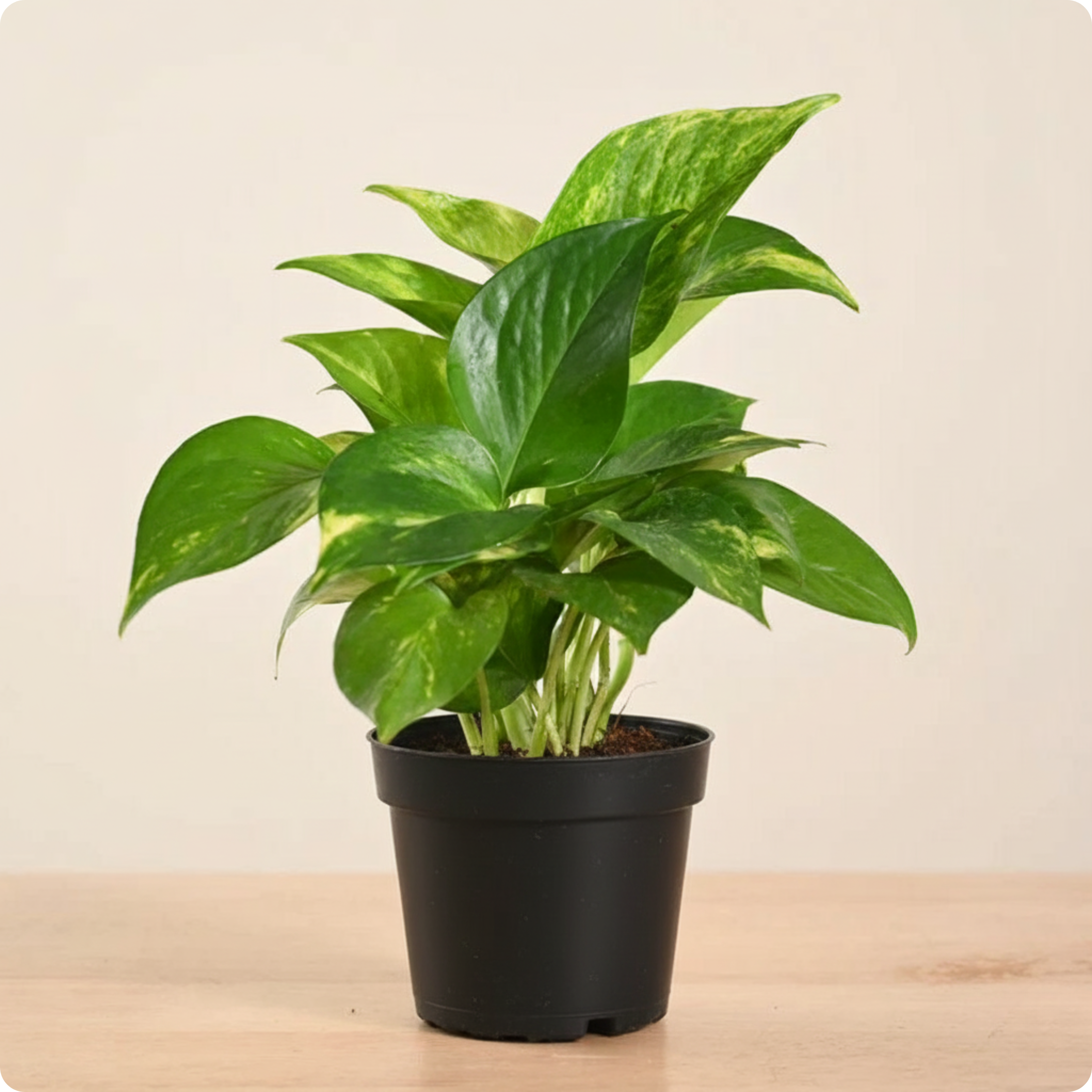 Money Plant Variegated