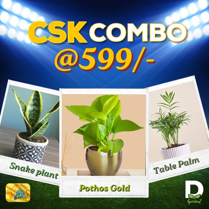 CSK IPL Combo @ Just 599
