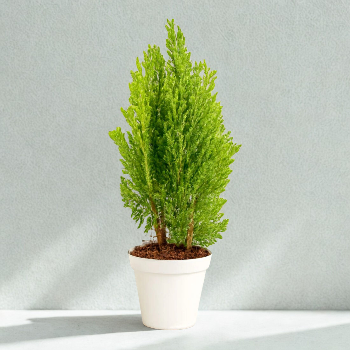 Thuja