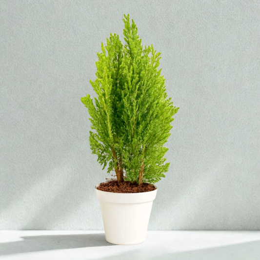 Thuja
