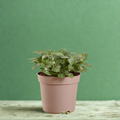 Fittonia - Nerva Plant