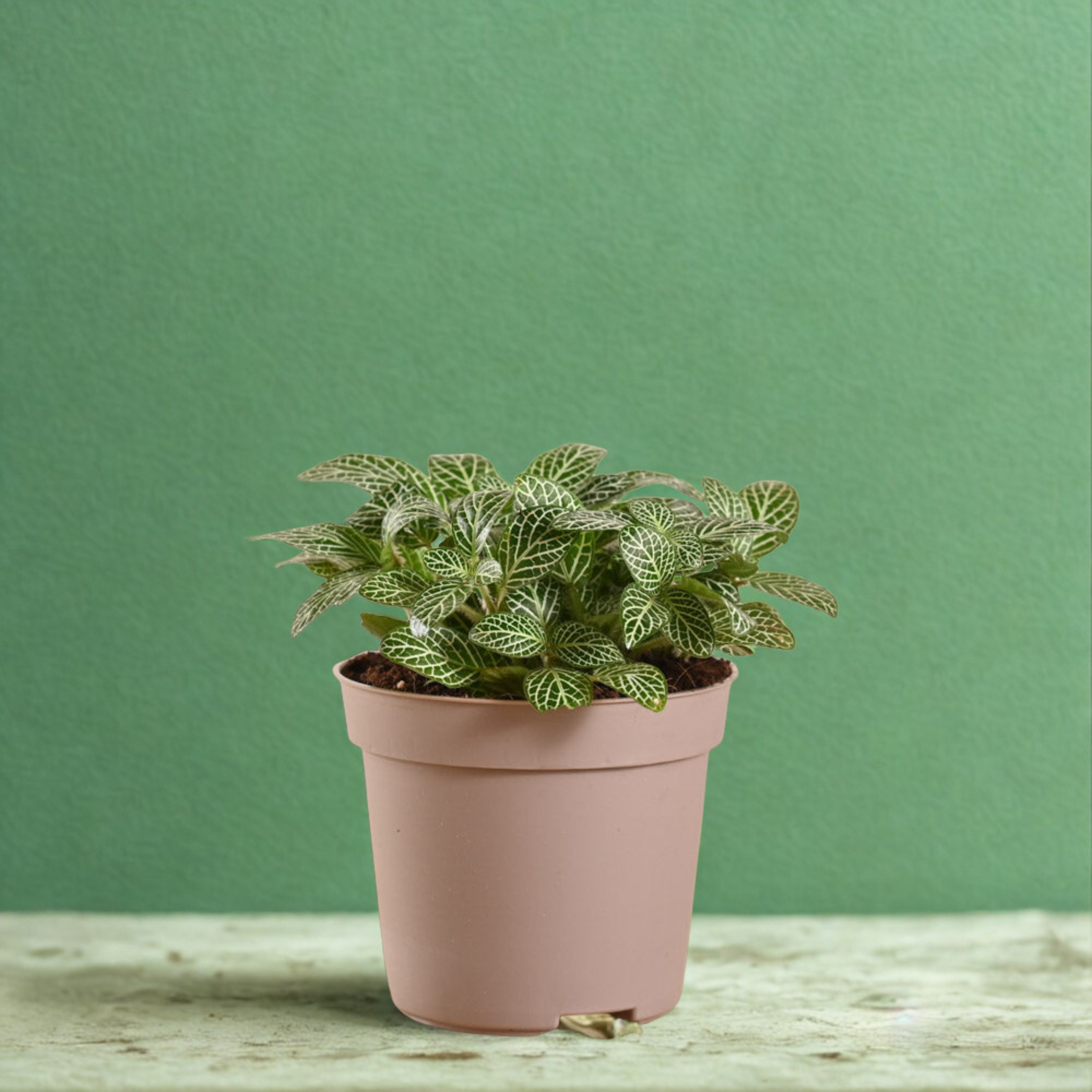 Fittonia - Nerva Plant