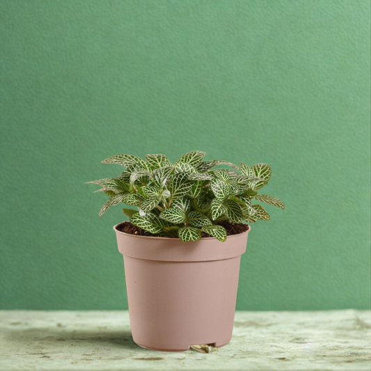 Fittonia - Nerva Plant