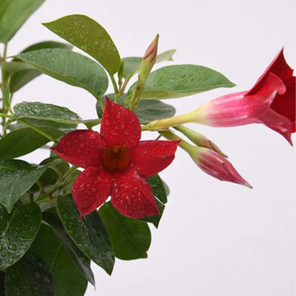 Mandevilla (Maroon) - Plant
