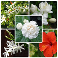Flowering Combo @ Rs.200 only