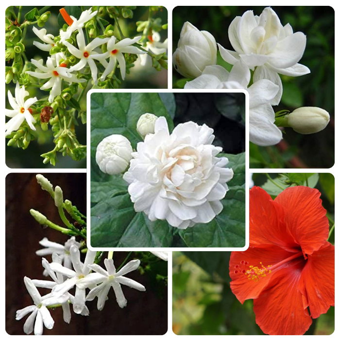 Flowering Combo @ Rs.200 only