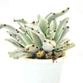Kalanchoe tomentosa