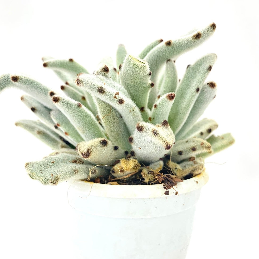 Kalanchoe tomentosa