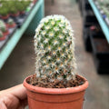 Mammillaria carmenae
