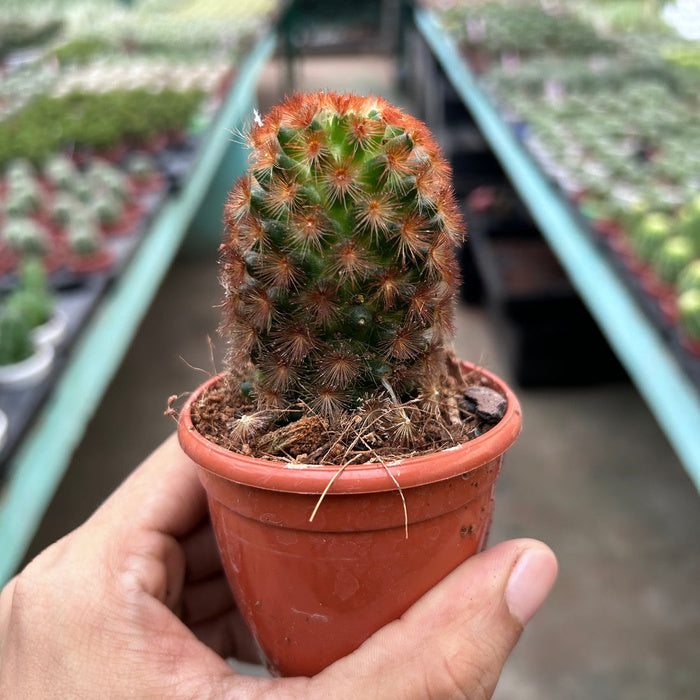 Mammillaria carmenae