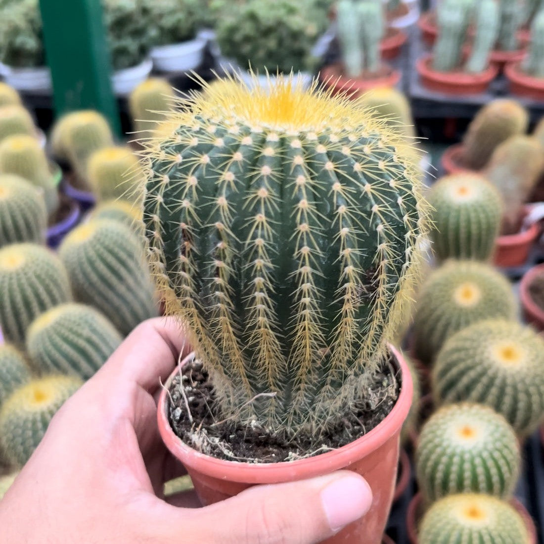 Parodia warasii