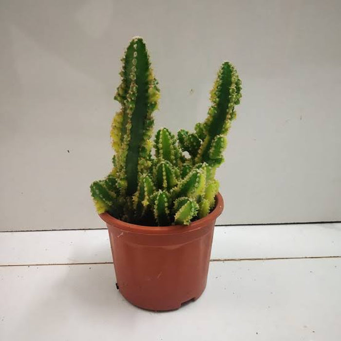 Fairy Castle Cactus