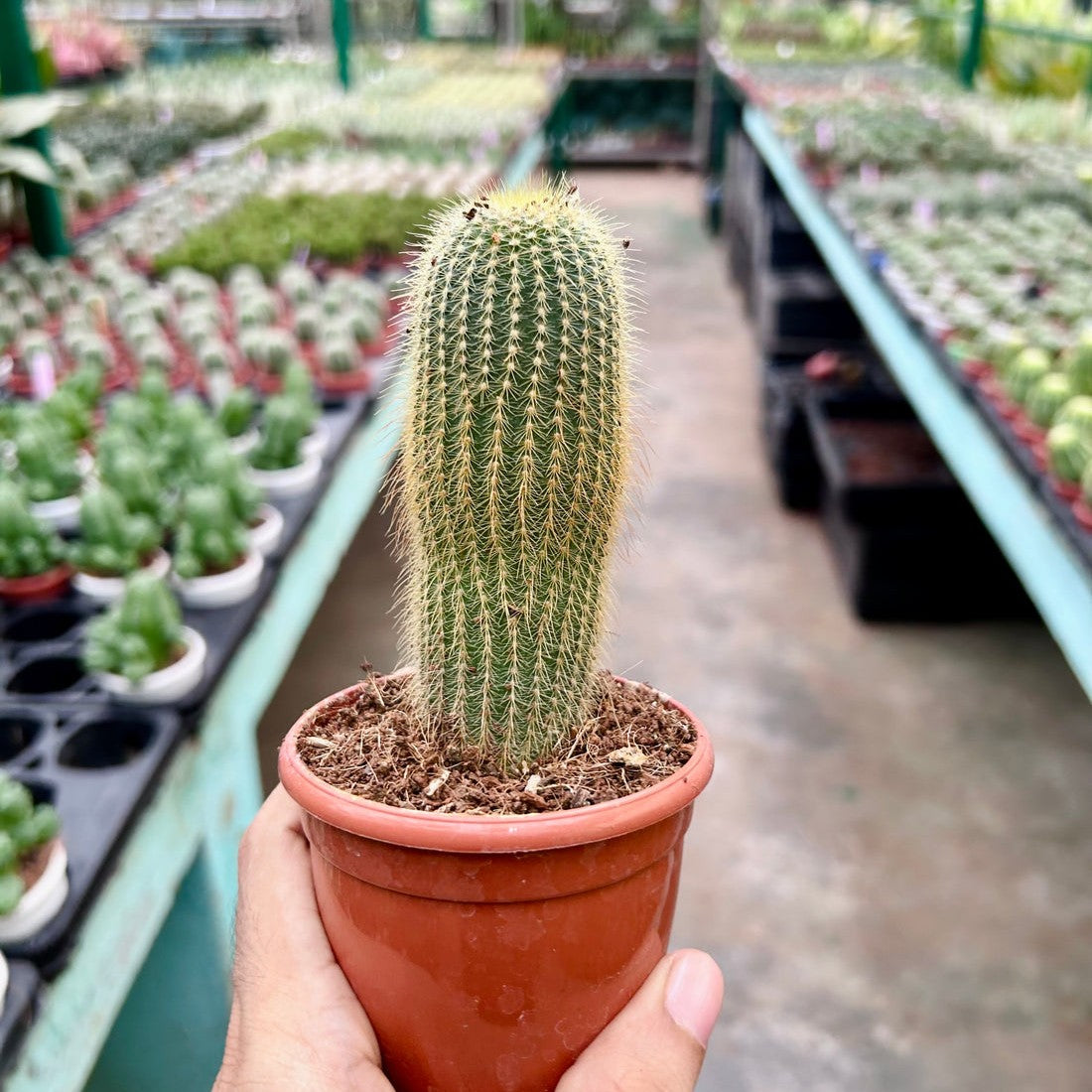 Parodia leninghausii