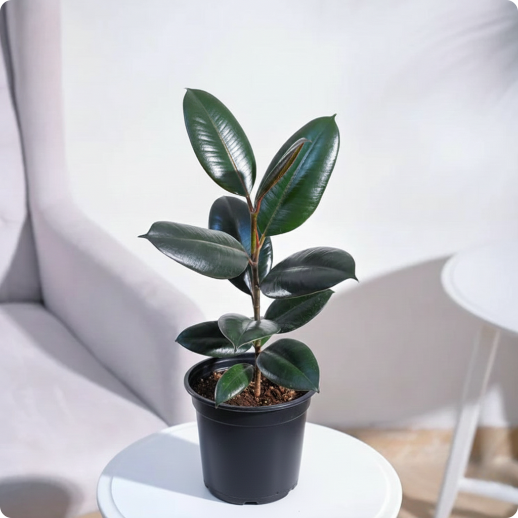 Rubber Plant