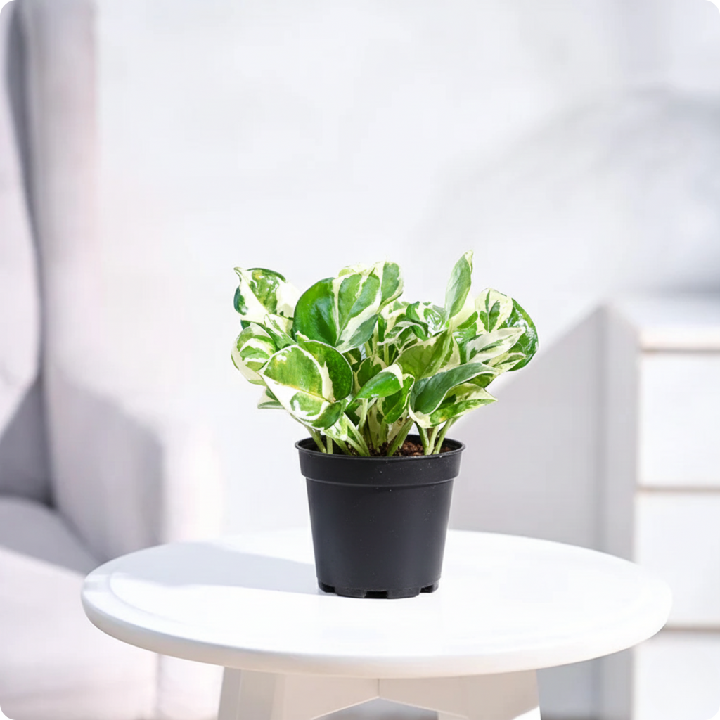 Money Plant N'Joy