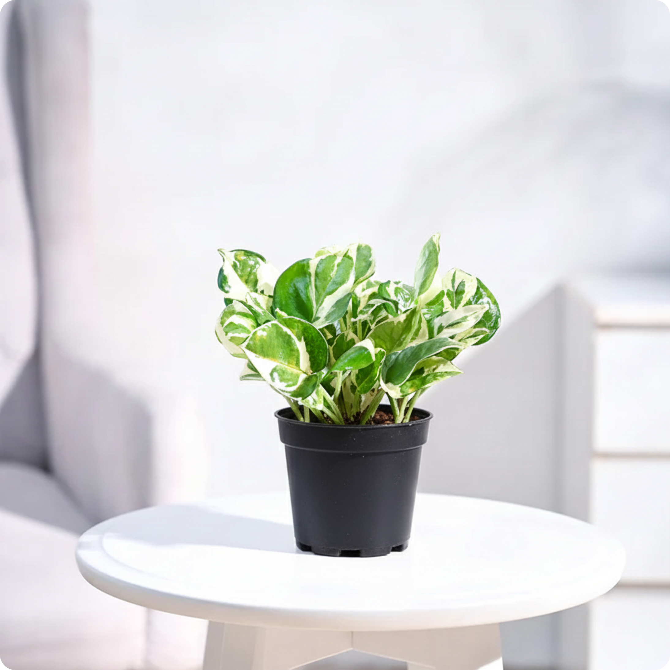 Money Plant N'Joy