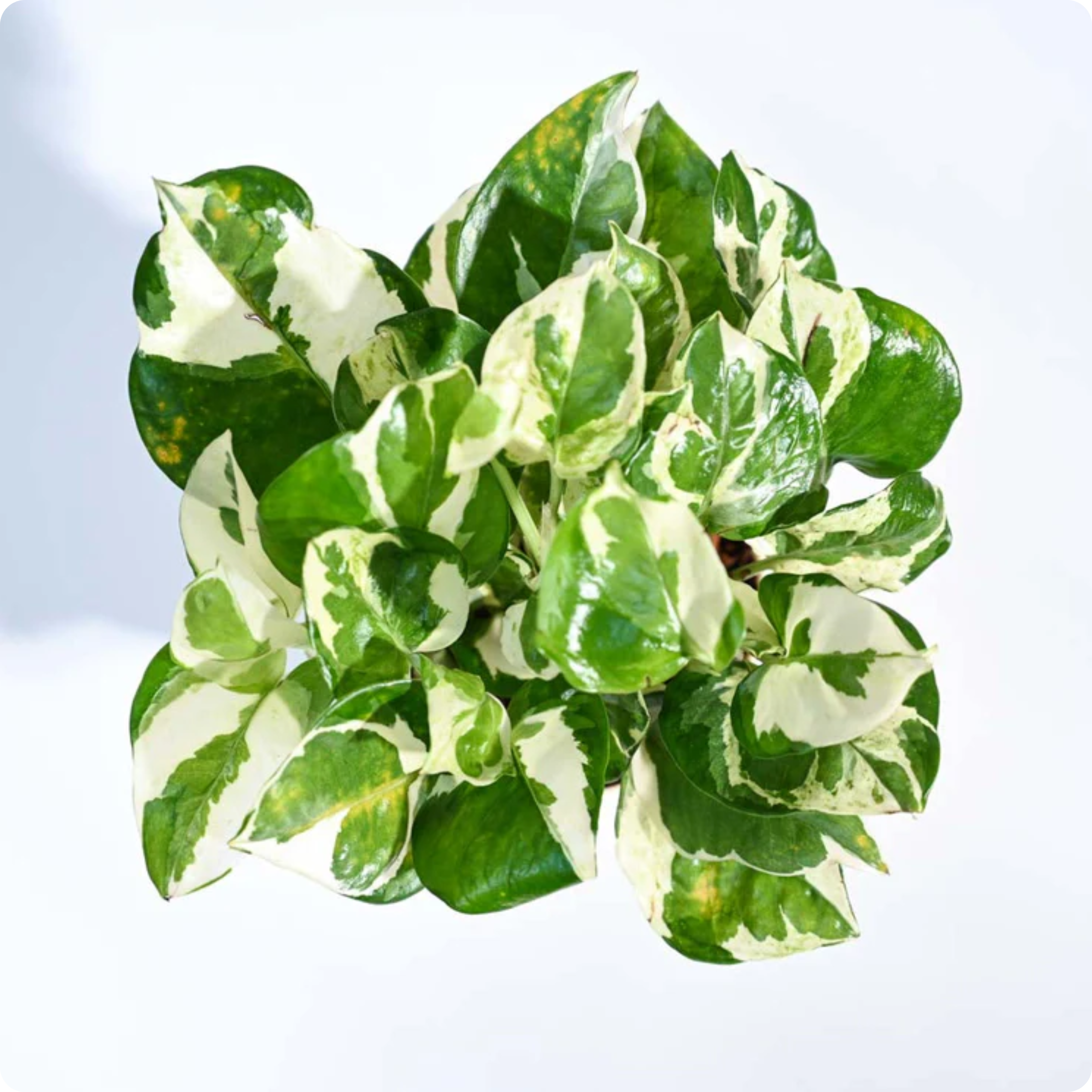 Money Plant N'Joy