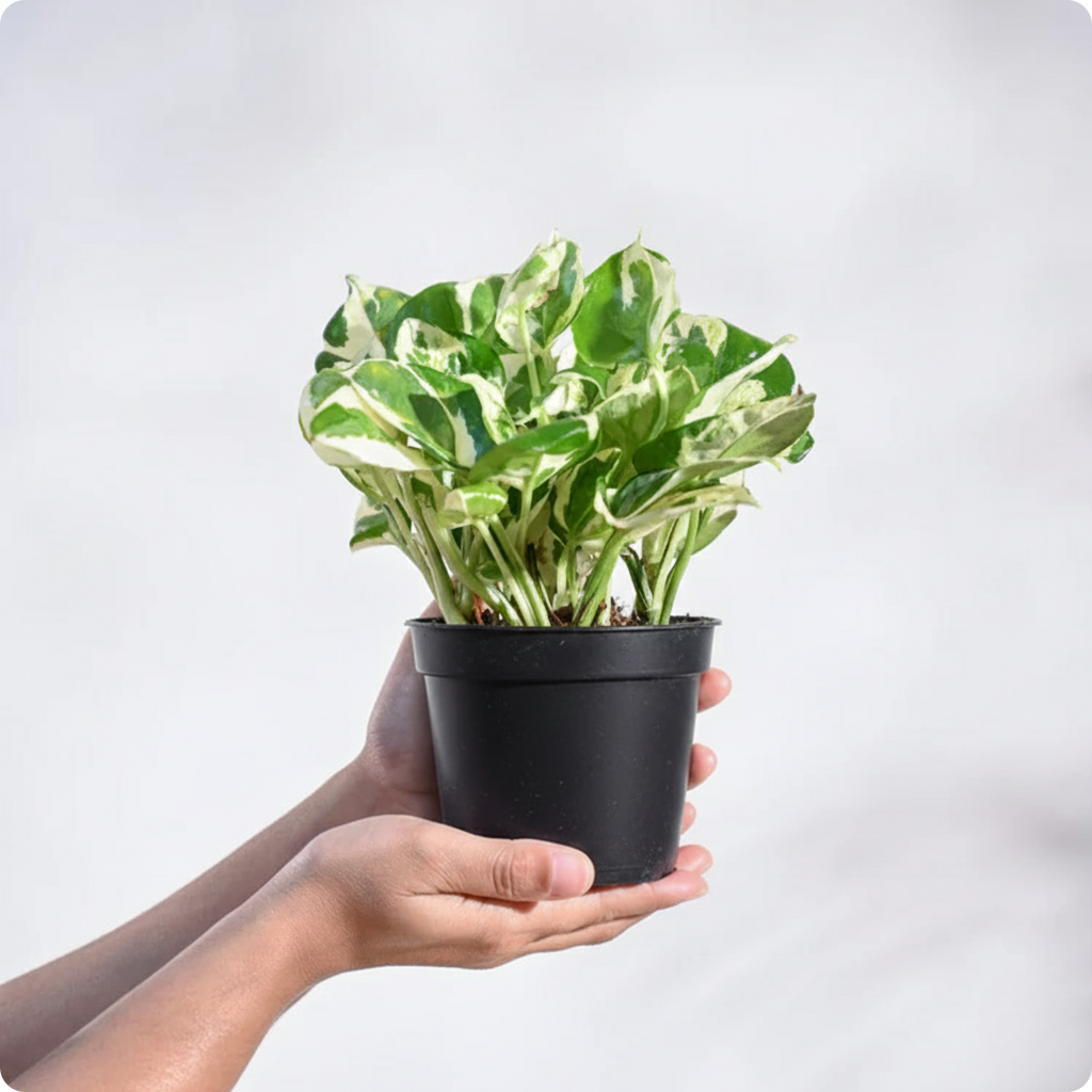 Money Plant N'Joy